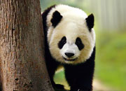 Why Are Pandas Endangered