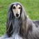 Afghan Hound Dog