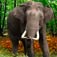 African Elephants