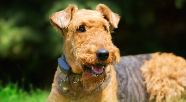 Airedale Dog