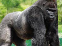 Apes Facts And Pictures