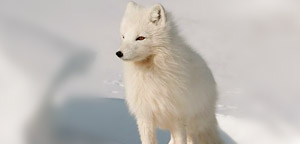 Arctic Fox Picture