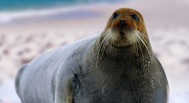 Average Life Span Of Seals