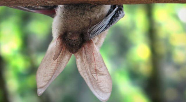 Average Life Span Of A Bat
