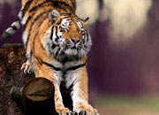 Average Life Span Of A Tiger