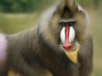 Baboon Facts And Pictures