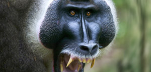 Baboon Furious View Picture
