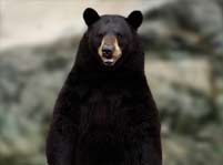 Bear Facts And Pictures