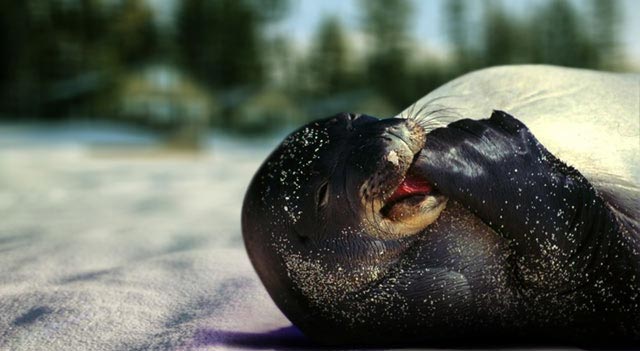 Black Color Of Seals