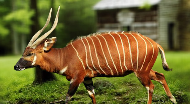 bongo animal