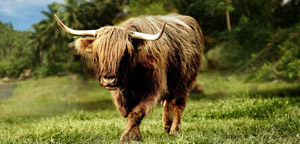 Buffalo In Action