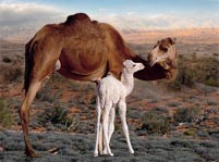 Camel Facts And Pictures