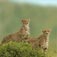Cheetahs Cat
