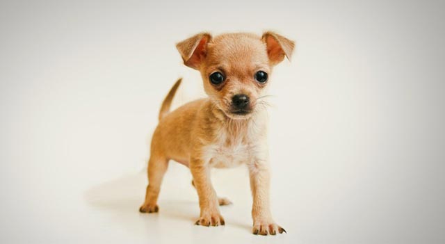 which is the smallest dog breed in the world