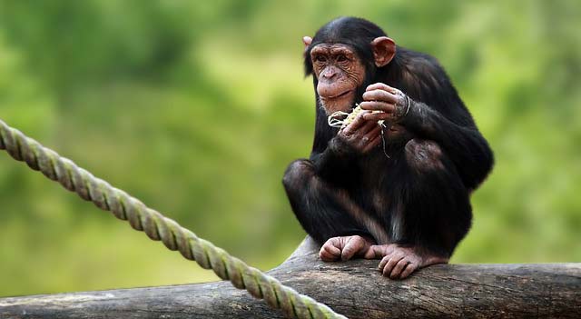 Chimpanzeesdis Apes