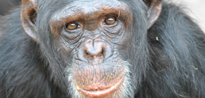 Chimpanzees Picture Are Gazing View
