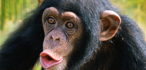 Chimpanzees Picture Are Mouth View