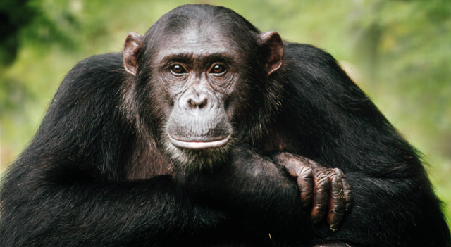 Chimpanzees Picture