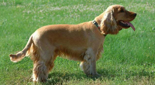 Cocker Spaniel Smallest Dog