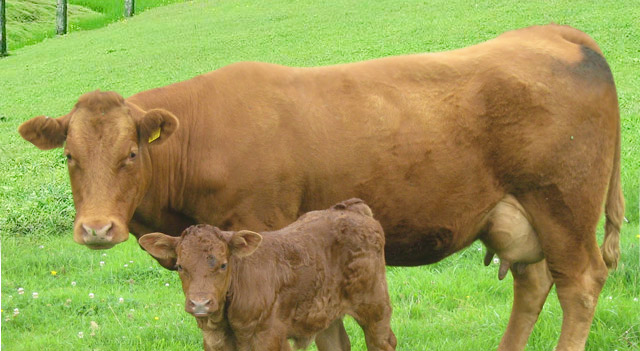 Cow Facts, Breeds, Habitat, Diet And Pictures