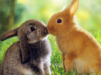Rabbit Facts And Pictures