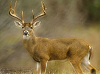 Deer Facts And Pictures
