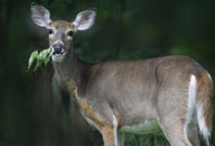 Deer Eat Grass In Gazzing Face