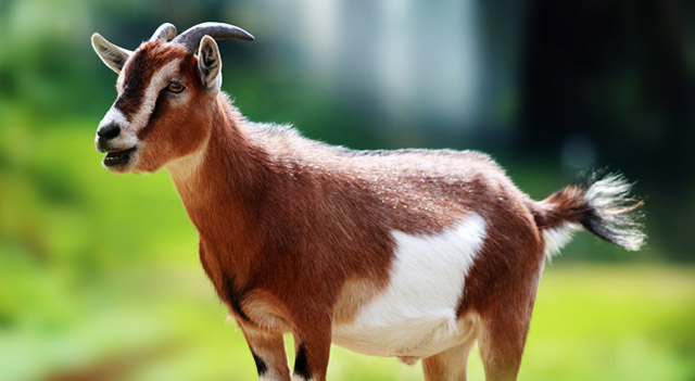 Types of Goats including Domestic and Wild Ones