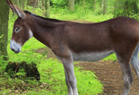 Donkey Brown Hair View