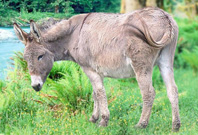 Donkey Are White Hair View