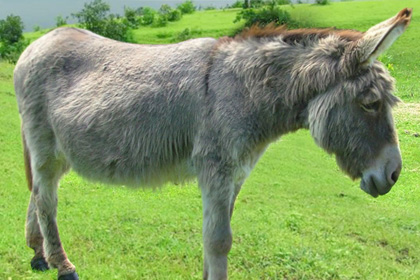 Donkey Brown Hair And Long Hair