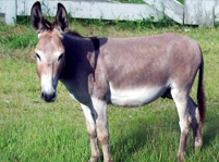 Donkey Facts And Pictures
