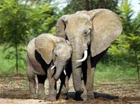 Elephant Facts And Pictures