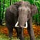 Elephant In Jungle