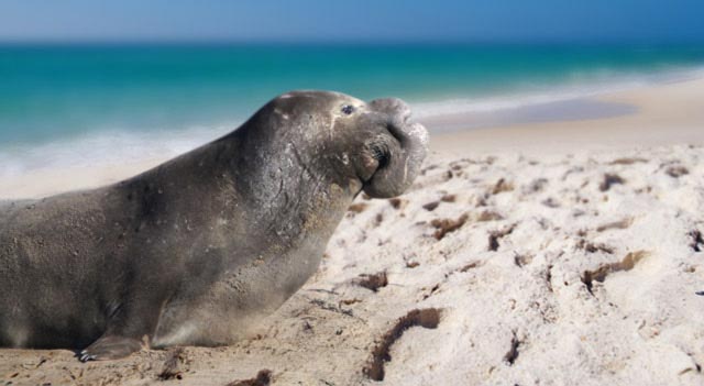 Elephant Seal