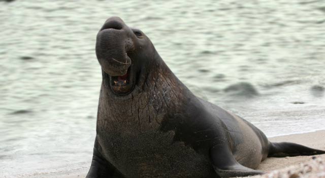  Elephant Seal