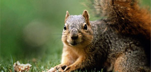 Endangered European Red Squirrel Picture