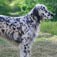 English Setter Dog