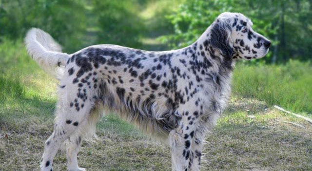 English Setter Dog