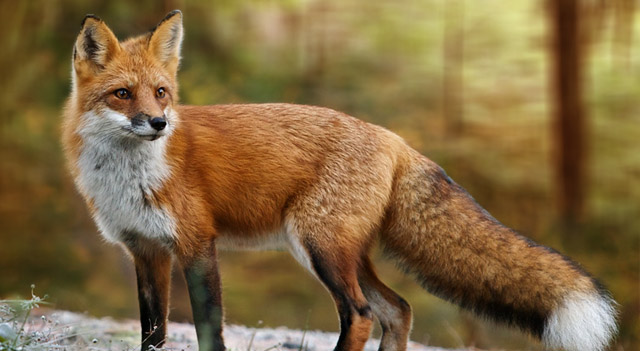 Fact About Fox Picture