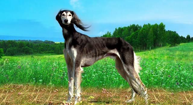 fastest greyhound in the world