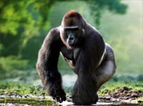 Gorilla Facts And Pictures