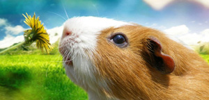 Hamster Approaching A Flower