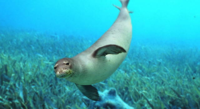  Hawaiin Monk Seal