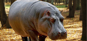 Hippopotamus Picture In Jungle