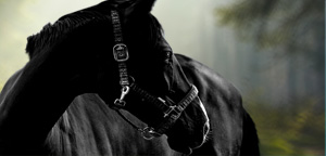 Horse Black Color View