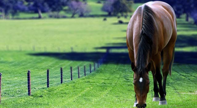 Horse Facts Animal Pictures Types Habitat And Diet
