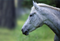 Horse Mouth View