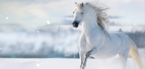 Horse White Color View