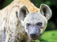 Facts About Hyenas